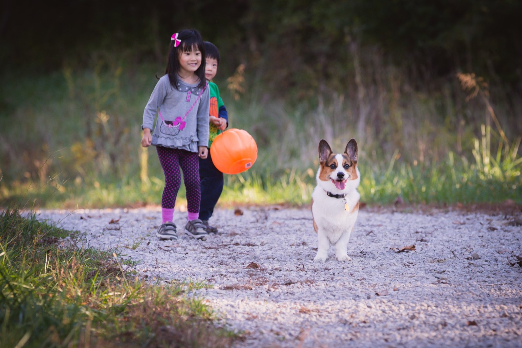 A young girl walking beside a corgi on a woodland path.